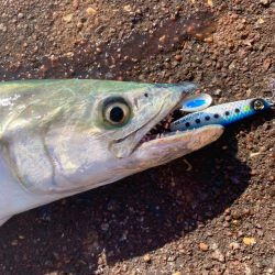 結局マキマキで釣る猫