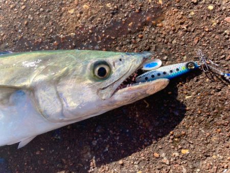 結局マキマキで釣る猫