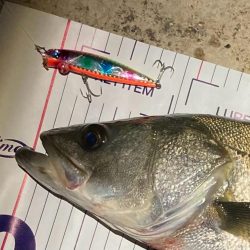 冬のシーバスフィッシング