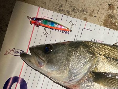 冬のシーバスフィッシング