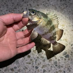 厳しい釣り納め