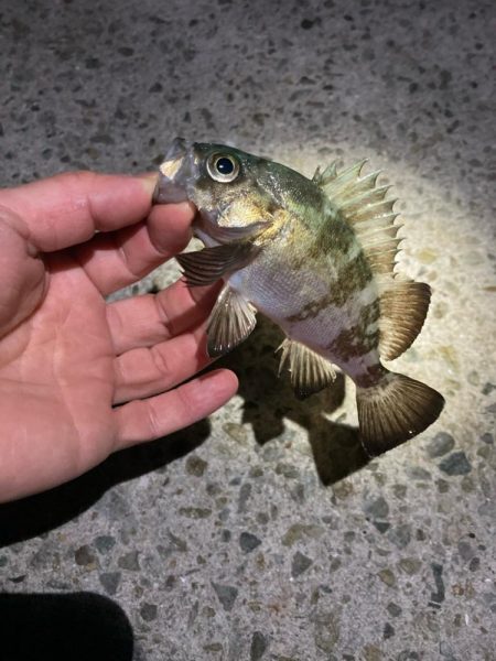 厳しい釣り納め