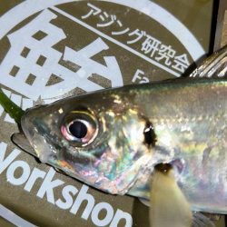 寒くてもアジング2