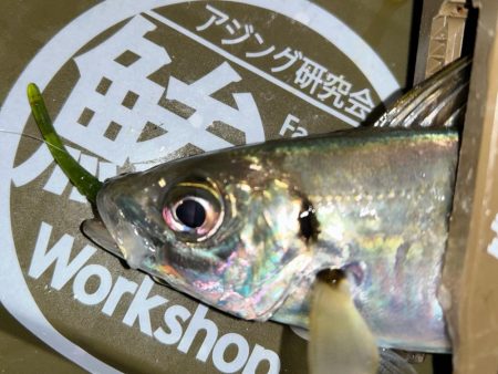 寒くてもアジング2