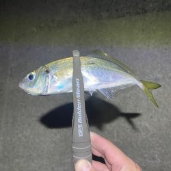 フロートアジングで数釣り