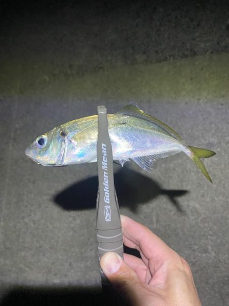 フロートアジングで数釣り