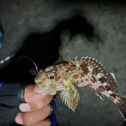 エビ巻き釣りで7目