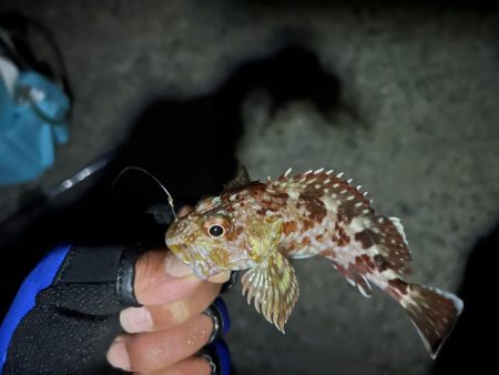 エビ巻き釣りで7目