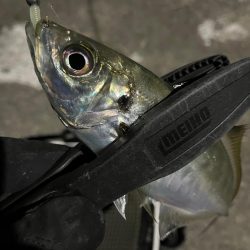 釣り納め・・られず