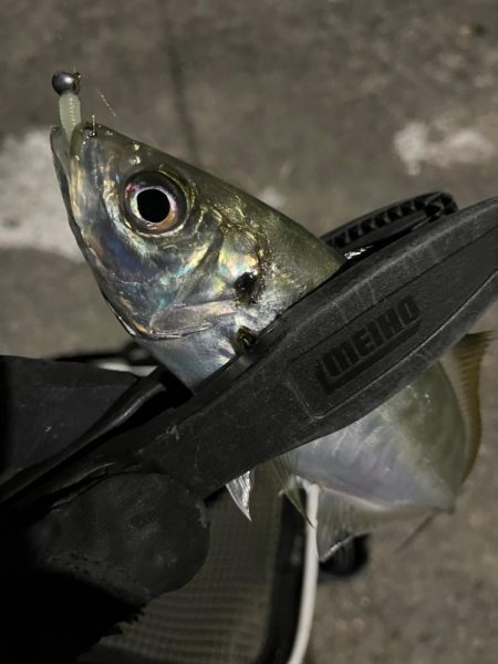 釣り納め・・られず