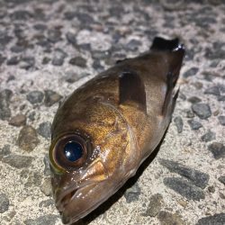 そろそろメバルもいい時期