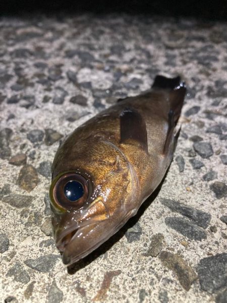 そろそろメバルもいい時期