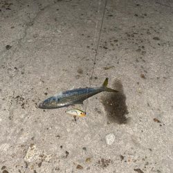 シーバスの深夜練