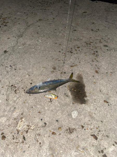 シーバスの深夜練