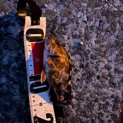 冬の朝のライトゲーム