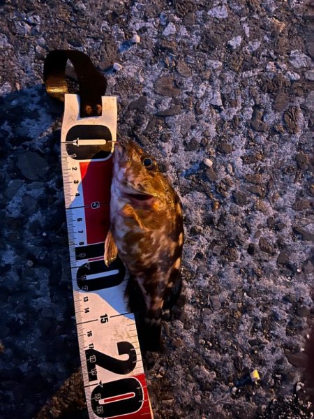 冬の朝のライトゲーム