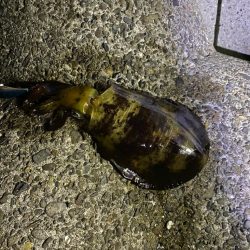 暖冬でも夜は寒いよ