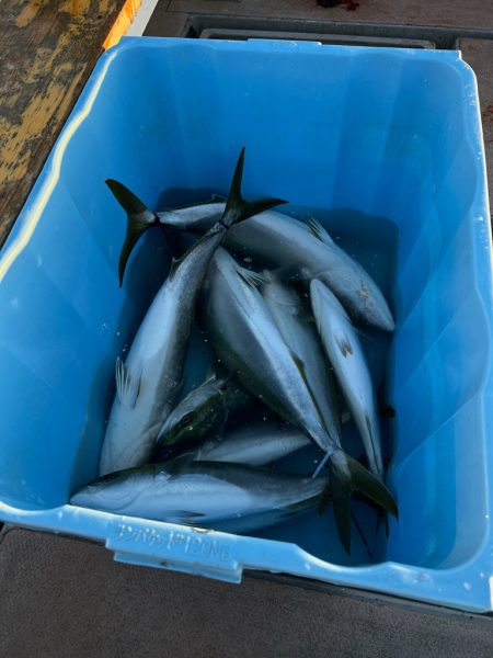 メジロ・ヒラメ・サゴシ/ノマセ・ジギング