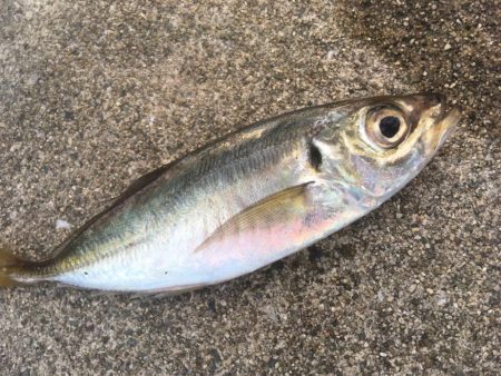 タチウオも青物も不発