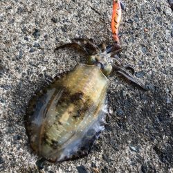 ボウス覚悟からの……