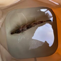 ぽかぽかフィッシング