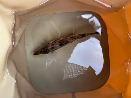 ぽかぽかフィッシング