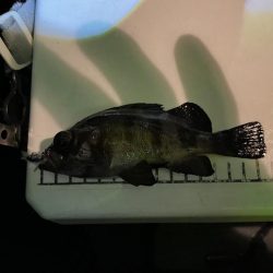 極寒ライトゲーム