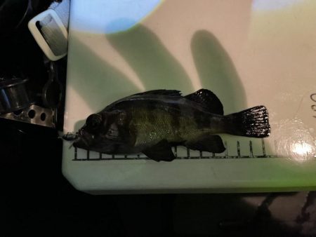 極寒ライトゲーム