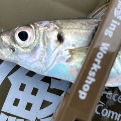 夕方の破壊力を堪能