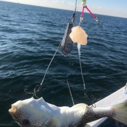 別府沖のカットウ釣り