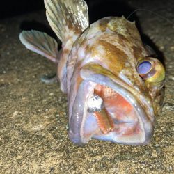 NOカレイYESガシラにゃ！