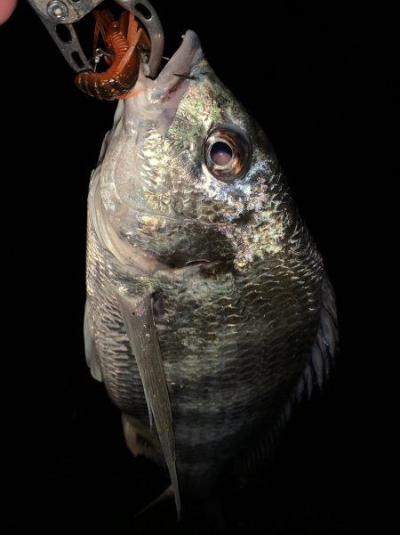 淀川のチニング