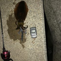 【姫路〜淡路島エリア】ヒイカとアオリイカ