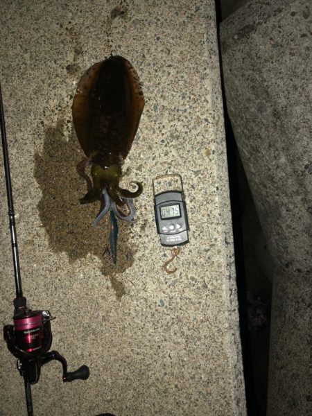 【姫路〜淡路島エリア】ヒイカとアオリイカ