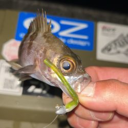 劇寒で1時間釣行