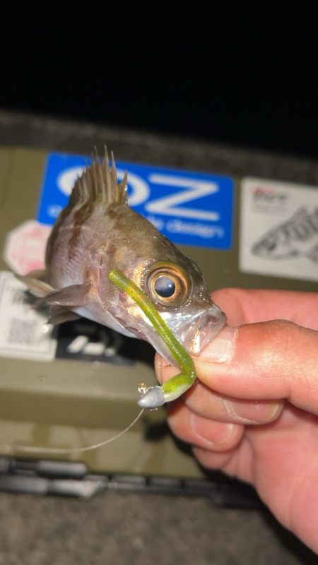 劇寒で1時間釣行