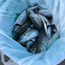 大アジ よく釣れます