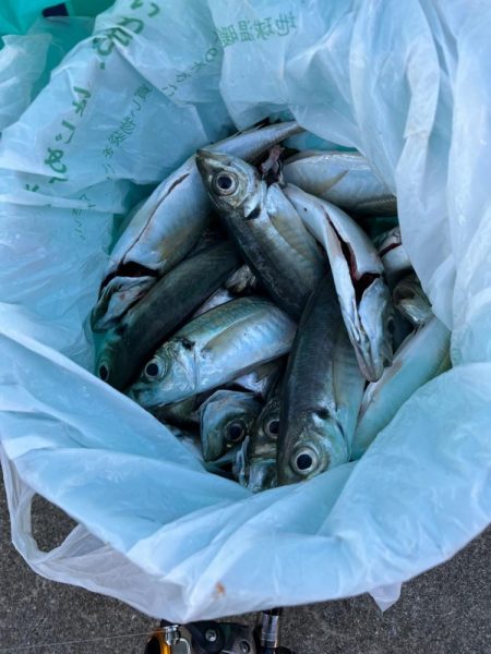 大アジ よく釣れます