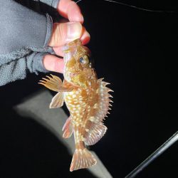 ライトゲーム🎣