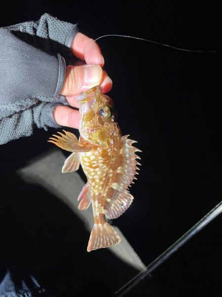 ライトゲーム🎣