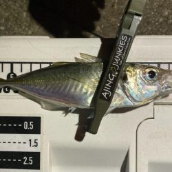 カスタムロッド試投・中アジ探し