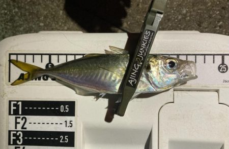 カスタムロッド試投・中アジ探し