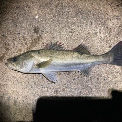 冬のシーバスフィッシング