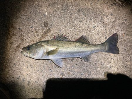 冬のシーバスフィッシング