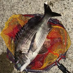 ヘチってきました