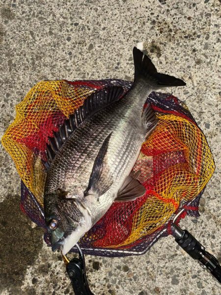 ヘチってきました