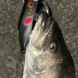 カゲロウでメリクリフイッシュ！