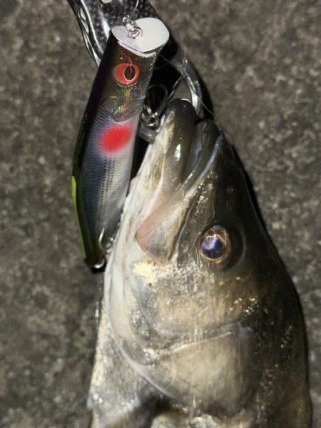 カゲロウでメリクリフイッシュ！