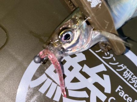 寒くてもアジング