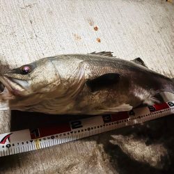 初ランカーシーバス